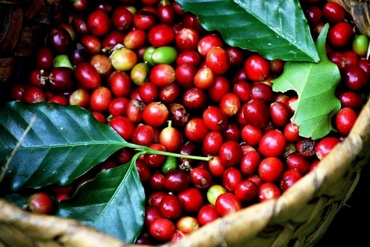 Dự báo giá cà phê ngày 7/5/2025: Nội địa "rơi mạnh", liệu có phải đà điều chỉnh cuối cùng?