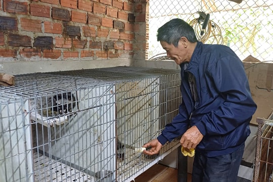 Khai phá vùng đất mới, người nông dân Hà Tĩnh “gặt vàng” từ hươu và chồn hương