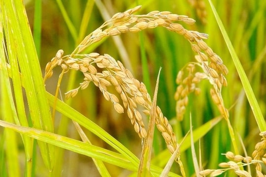 Giá lúa gạo hôm nay 7/5: Lúa OM 380 bất ngờ giảm giá, thị trường bắt đầu “rụng nhịp”?