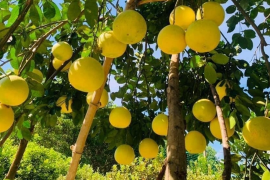 Một loại quả Việt được Mỹ 'chấm điểm 10', giá gấp 3 lần vẫn cháy hàng, thuế nhập khẩu 0%