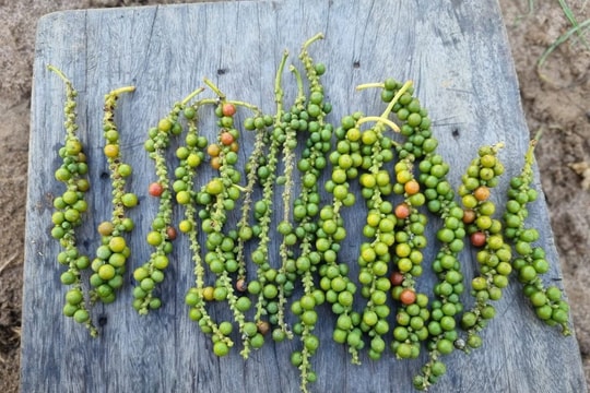 Giá tiêu hôm nay 7/5: Quay đầu giảm nhẹ, Bà Rịa – Vũng Tàu mất mốc "vàng"