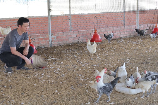 Dùng đông trùng hạ thảo để nuôi loài động vật châu Phi kỳ lạ, người nông dân Tây Ninh bội thu bất ngờ