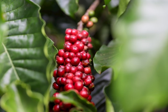 Giá cà phê hôm nay 8/5: Robusta giảm, Arabica Brazil âm thầm tăng giá