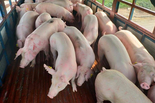 Dự báo giá heo hơi ngày 8/5/2025: Thị trường sắp bùng nổ trở lại?