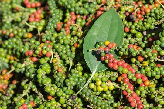 Dự báo giá tiêu ngày 8/5/2025: Liệu đã kết thúc chu kỳ tăng?