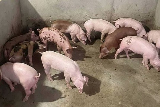 Giá heo hơi hôm nay 8/5: Heo hơi rớt giá ở hàng loạt tỉnh phía Nam, người nuôi "dè chừng"