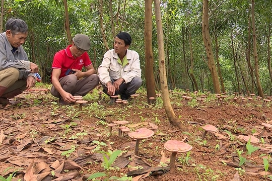 Giữa đại ngàn Quảng Trị, một mô hình "vàng mềm" mở ra con đường làm giàu ít ai ngờ tới