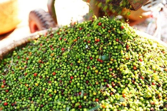 Giá tiêu hôm nay 8/5: Sụt nhẹ toàn vùng, đâu là địa phương vẫn giữ giá cao