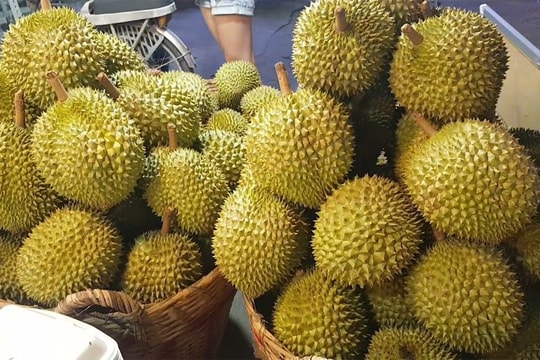 Giá sầu riêng hôm nay 8/5: Sầu riêng rớt giá, nông dân miền Tây ra quốc lộ “giữ trái chờ người”