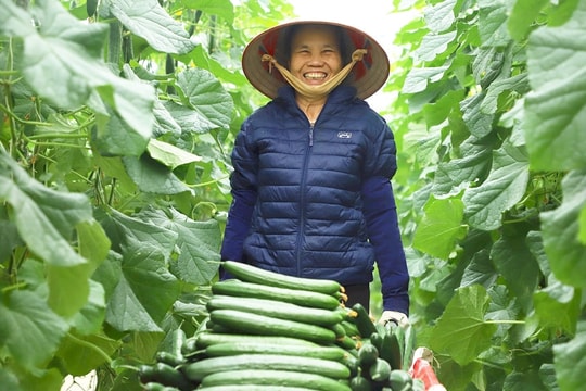 Chỉ mất có vài năm, nông dân Hải Dương thu về hàng chục tỷ đồng nhờ áp dụng mô hình 4.0 mới lạ