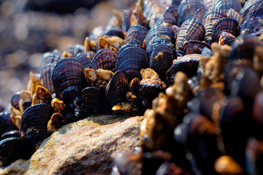 Việt Nam sở hữu ‘mỏ vàng’ dưới nước được Trung Quốc tăng mua gần 2.000%, thu về hơn 63 triệu USD trong quý 1