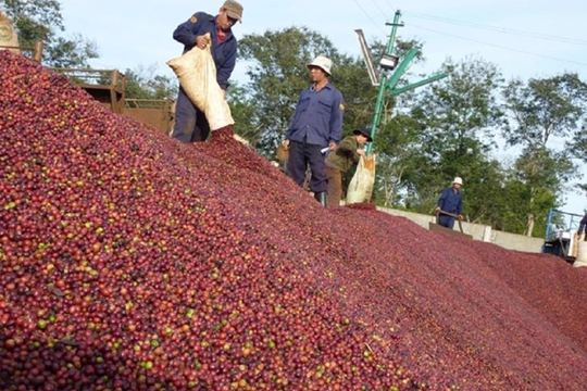 ‘Vàng nâu’ của Việt Nam bất ngờ lên cơn sốt: Đức, Italy đều đua nhau mua, lên kệ tại 80 quốc gia