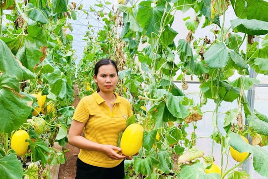 Ứng dụng công nghệ mới, nông dân Gia Lai cầm tới tay vài tỷ đồng mỗi năm vì "gặt được vàng" từ giống trái đặc biệt này