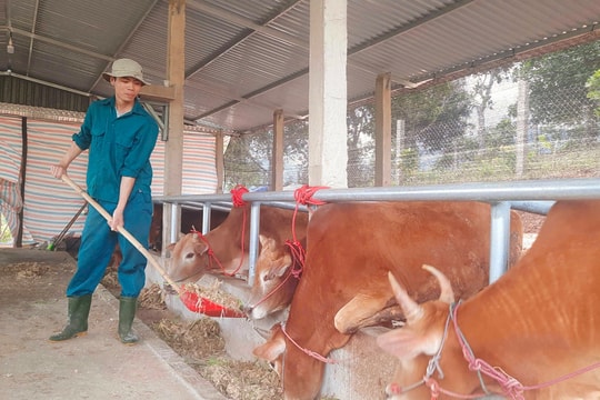 Sau 3 năm đầu tư tiền tỷ, người nông dân trẻ Quảng Trị lãi mỗi năm cả trăm triệu đồng nhờ mô hình "3 chữ" kỳ lạ