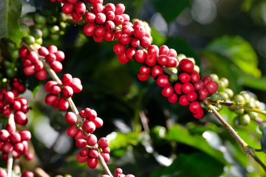 Dự báo giá cà phê ngày 9/5/2025: Thị trường đang “nín thở” chờ sóng mới?