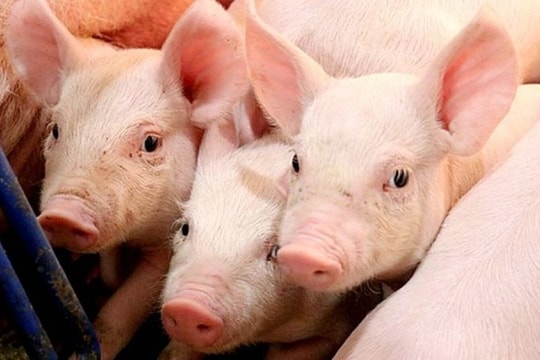 Dự báo giá heo hơi ngày 9/5/2025: Liệu thị trường sắp chạm đáy?