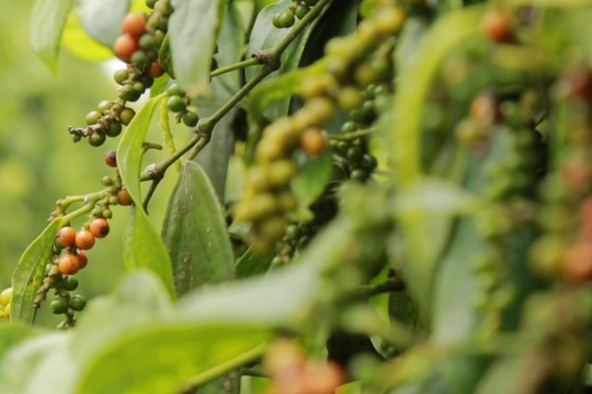 Dự báo giá tiêu ngày 9/5/2025: Có giữ được mốc 153.000 đồng/kg sau chuỗi giảm nhẹ?