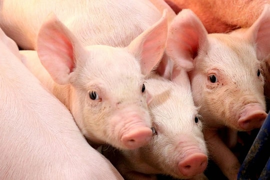 Giá heo hơi hôm nay 9/5: Miền Nam “chao đảo”, miền Bắc vẫn bình ổn