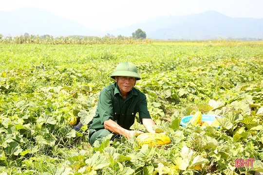 Sau chuỗi ngày vất vả, nông dân Hà Tĩnh "trúng đậm" hàng trăm triệu nhờ loại quả siêu ngon siêu ngọt
