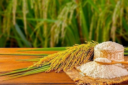 Giá lúa gạo hôm nay 10/5: OM 380 tăng nhẹ, nhưng thế giới lại chứng kiến cú rơi lịch sử