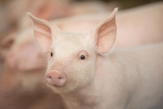 Giá heo hơi hôm nay 10/5: Miền Bắc tăng bất ngờ, Long An lập đỉnh mới