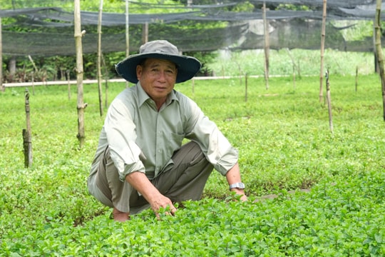 30 năm bám trụ mảnh vườn quê, nông dân Long An rủng rỉnh tiền nhờ hai loại nông sản “quen mà lạ”