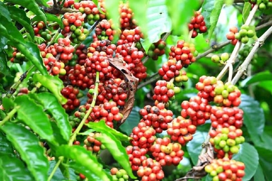 Giá cà phê hôm nay 11/5: Cà phê Robusta “nín thở”, Arabica bật tăng