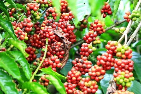 Dự báo giá cà phê ngày 11/5/2025: Liệu có thể giữ đà tăng?