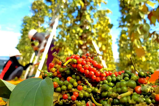 Dự báo giá tiêu ngày 11/5/2025: Tuần tới sẽ khởi sắc?