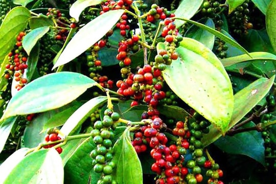 Giá tiêu hôm nay 11/5: Lao dốc bất ngờ, nhiều vùng mất giá mạnh