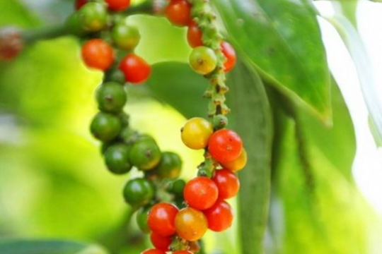 Dự báo giá tiêu ngày 12/5/2025: Sẽ còn giảm sâu hơn hay đi ngang?