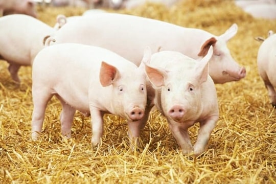 Giá heo hơi hôm nay 12/5: Toàn thị trường “đứng im”, sắp có biến động lớn?