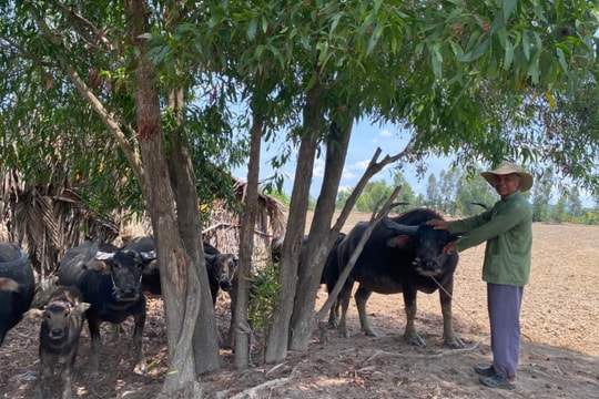 Trên mảnh đất cằn cỗi, nông dân Long An cưỡi thứ này mỗi ngày vẫn hái ra tiền, mỗi con trị giá cả chục triệu đồng