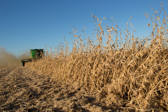 Tránh mua lúa mì từ Mỹ, Trung Quốc tìm ra cứu tinh mới: Vừa 'chốt đơn' hàng trăm nghìn tấn hàng, là các nhà cung cấp chủ đạo của Việt Nam