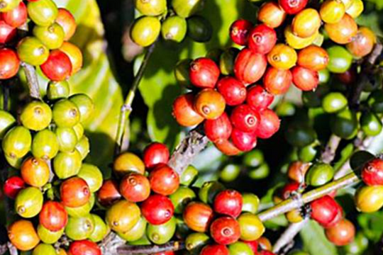 Dự báo giá cà phê ngày 13/5/2025: Chuỗi giảm đã chạm đáy hay còn tiếp diễn?