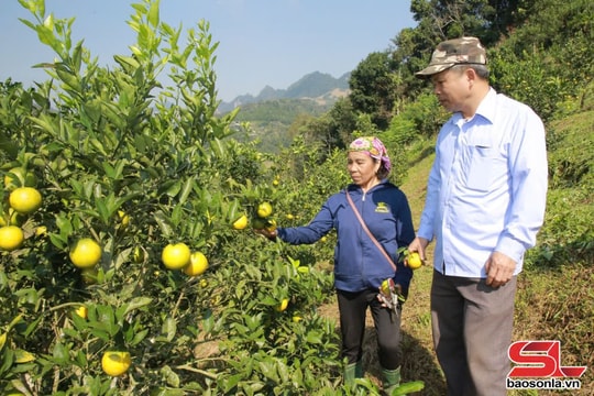 Chỉ đầu tư 100 triệu, nông dân Sơn La bỏ túi tới nửa tỷ mỗi năm nhờ "mỏ vàng" trên mảnh đất trống