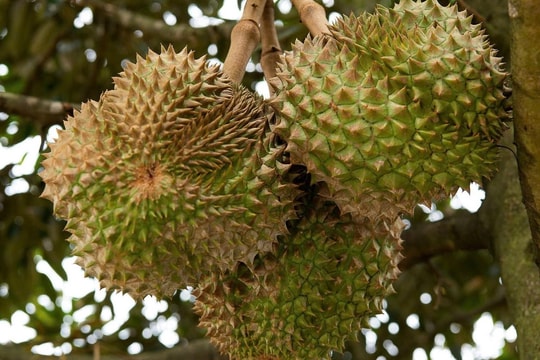 Giá sầu riêng hôm nay 13/5: Sầu riêng Ri6 và Thái đồng loạt giảm nhẹ, Tupai King thành hàng “săn lùng”