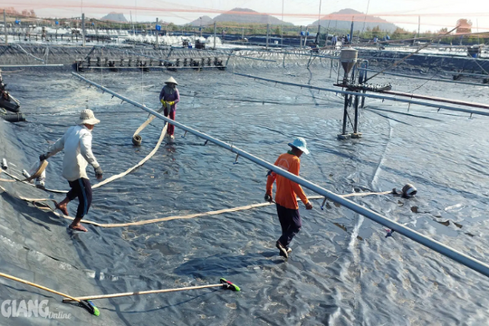 Nông dân miền Tây “bỏ phố ra ao”, mỗi năm đút túi tiền tỷ nhờ "thứ kho báu" biết bơi này