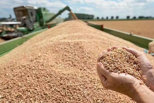 Hàng trăm nghìn tấn ‘hạt vàng’ từ Mỹ vừa đổ bộ Việt Nam với giá hấp dẫn: Thuế nhập khẩu 0%, là mặt hàng cả thế giới đều cần