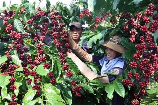 Giá cà phê hôm nay 14/5: Bất ngờ "rơi thẳng đứng", Tây Nguyên mất mốc từng được xem là đáy