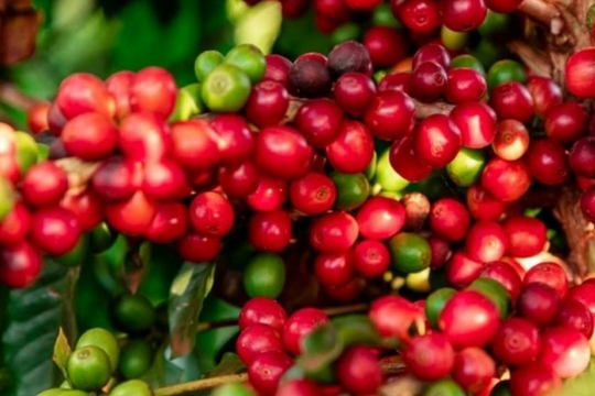 Dự báo giá cà phê ngày 14/5/2025: Tiếp đà lao dốc hay hồi phục trở lại