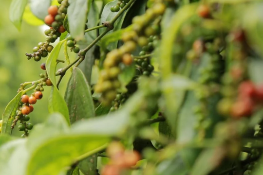 Dự báo giá tiêu ngày 14/5/2025: Liệu đợt tăng mới có đến trong tuần này?