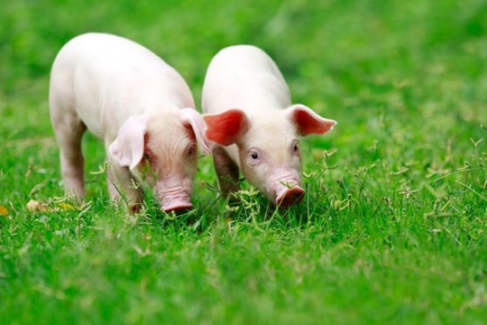 Giá heo hơi hôm nay 14/5: Miền Nam dẫn đầu đà tăng, nhiều tỉnh chạm mốc cao nhất tháng