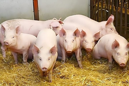 Dự báo giá heo hơi ngày 14/5/2025: Tín hiệu phục hồi từ hai đầu đất nước?