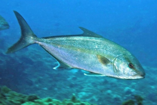 Việt Nam vừa trở thành nước đầu tiên trên thế giới sản xuất thành công loại cá đắt đỏ: Giá 1 triệu đồng/kg, cực tốt cho tim mạch