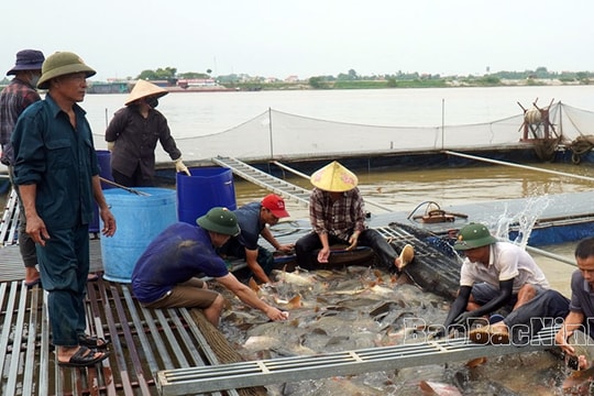 Bỏ lò gạch, nông dân Bắc Ninh chuyển sang chăm sóc "thỏi vàng" ở dưới sông, một năm thu về cả chục tỷ đồng