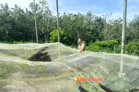 Nông dân Bình Phước đánh liều nuôi “đội quân săn muỗi”, bất ngờ thu lợi hàng trăm triệu mỗi năm