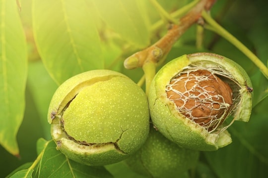 Ăn gì để giảm mỡ máu, tốt cho tim mà không cần kiêng khem? Câu trả lời là loại hạt ít ai ngờ tới