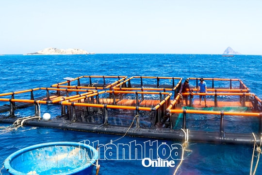 Nghỉ ra khơi mò mẫm, người dân Khánh Hòa mở mô hình 4.0 giữa biển, kỳ vọng sinh lời trăm triệu mỗi vụ