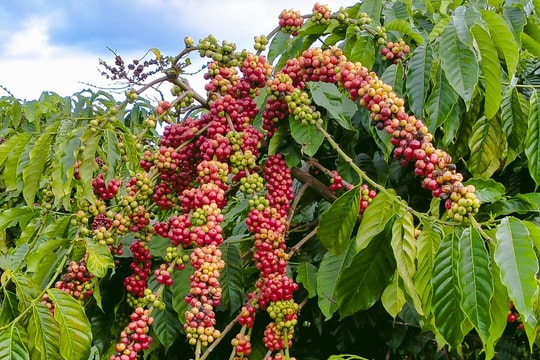 Giá cà phê hôm nay 15/5: Bật tăng mạnh tại Tây Nguyên, bất chấp Robusta thế giới tiếp tục giảm